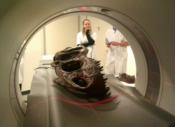 De schedel van de Allosaurus in de CT-scanner