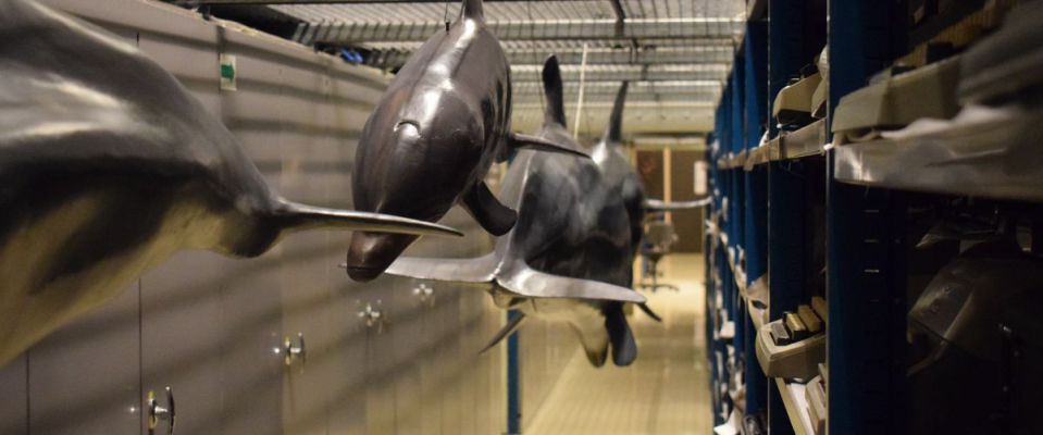 Zeezoogdieren temidden van kasten en stellingen in het museumdepot