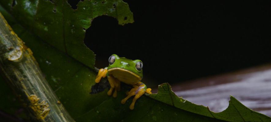 kikker in het regenwoud