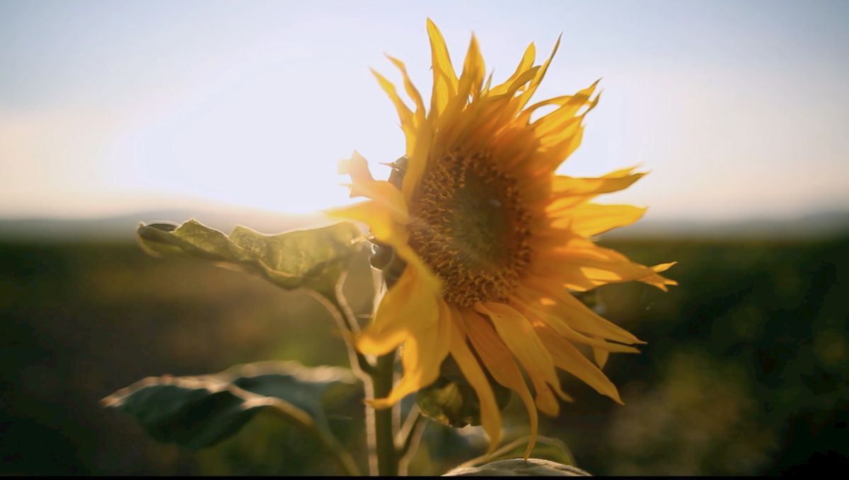 Sunflower in sunlight © Exhibition on Screen