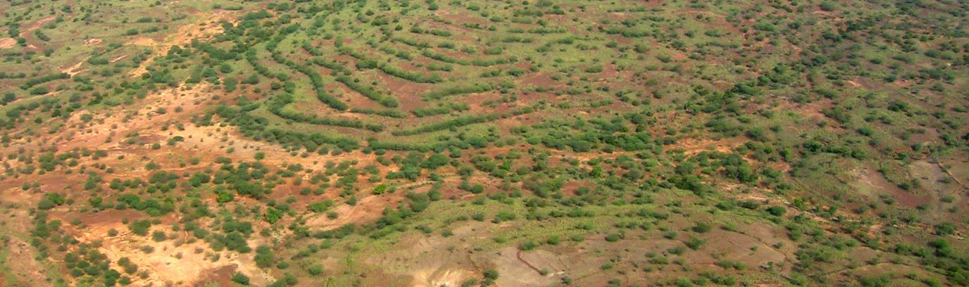 Herbeplantingsproject in Niger