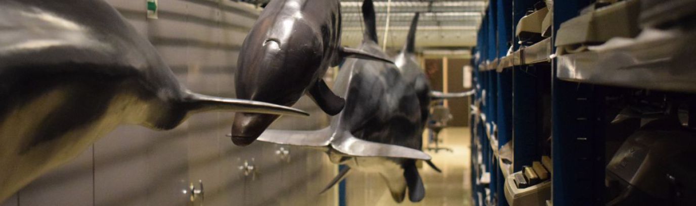 Zeezoogdieren temidden van kasten en stellingen in het museumdepot